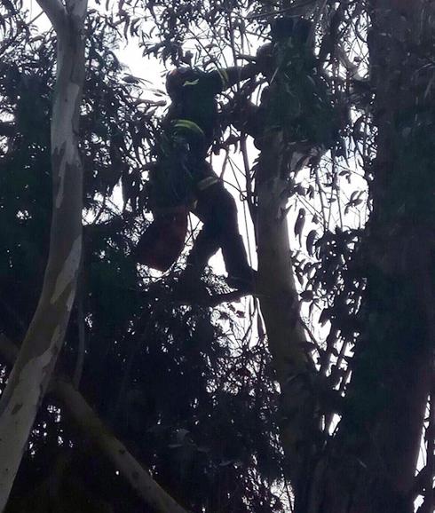 Un bombero rescata al parapentista que quedó colgado de un árbol. 