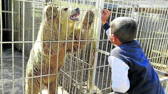 Un niño da de comer a la osa ‘Lula’ en el zoo de Mosul después de la expulsión de los yihadistas de este distrito de la ciudad.