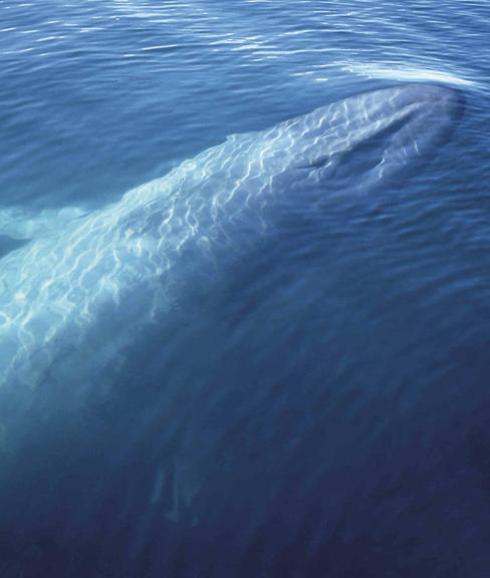 El juego se llama así por la creencia de que las ballenas azules acaban poniendo fin a su existencia.