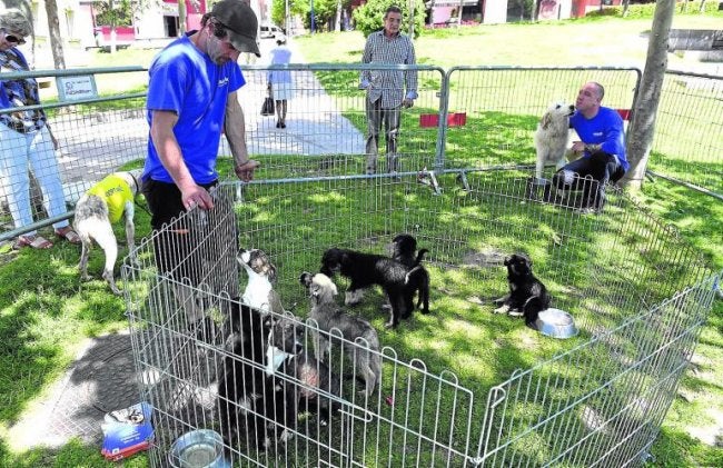 Los animales también se expondrán hoy y mañana en el centro del pueblo. 