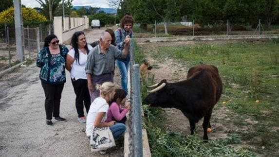 Los vecinos aseguran que Margarita «es una vaca sensible y cariñosa».