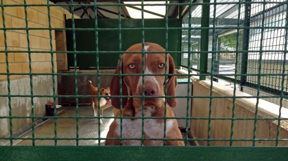 Al centro de protección animal de Armentia llegan ejemplares de todo el territorio.