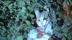 Foto y vídeo: Luis Calabor