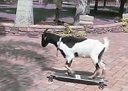 La cabra Happy tiene el Récord Guinness por la mayor distancia de una cabra realizando 'skateboardin-g'. /YouTube