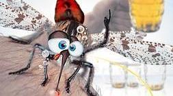 Los mosquitos se sienten atraídos por el olor a cebada o el alcohol.
