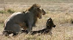 Top 55+ imagen organos reproductores de los leones