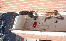ATADOS. Los dos perros, recluidos en el balcón. / EL CORREO