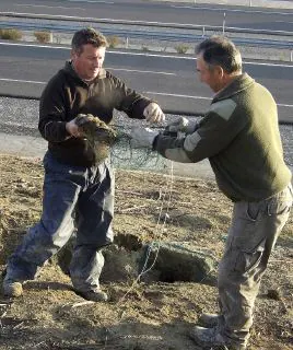 Dos operarios recogen un conejo capturado junto a la autopista. / efe