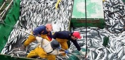 La costera del verdel se inicia con un 33% más de cuota