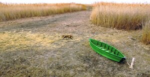 Un zorrillo pasa cauteloso junto a un bote que debería estar flotando en las 'robadas' aguas de las Tablas de Daimiel. / AFP