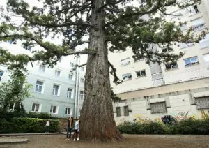 Tres jóvenes observan las descomunales dimensiones de este árbol en el patio de la calle Magdalena. ::
RAFA GUTIÉRREZ