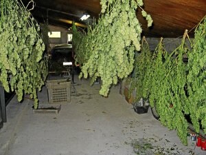 Algunas de las plantas de marihuana incautadas. ::                         E. C.