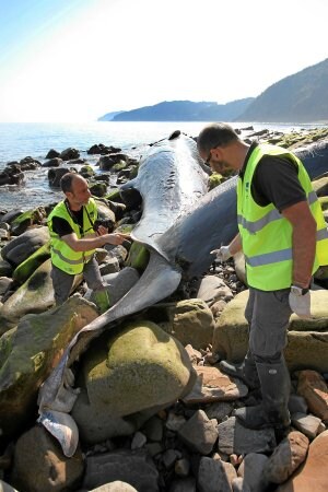 Dos técnicos inspeccionan los restos del cetáceo. / Maika Salguero