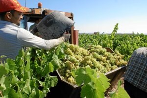 Un temporero vuelca uno de los primeros cestos con los racimos de uva blanca en tierras de Viñedos de Aldeanueva. ::
FÉLIX DOMÍNGUEZ