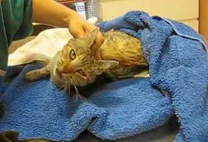 Imagen del gato que halló una vecina y que ha sido asistido en la clínica algorteña Dear Pets. ::
E. C.