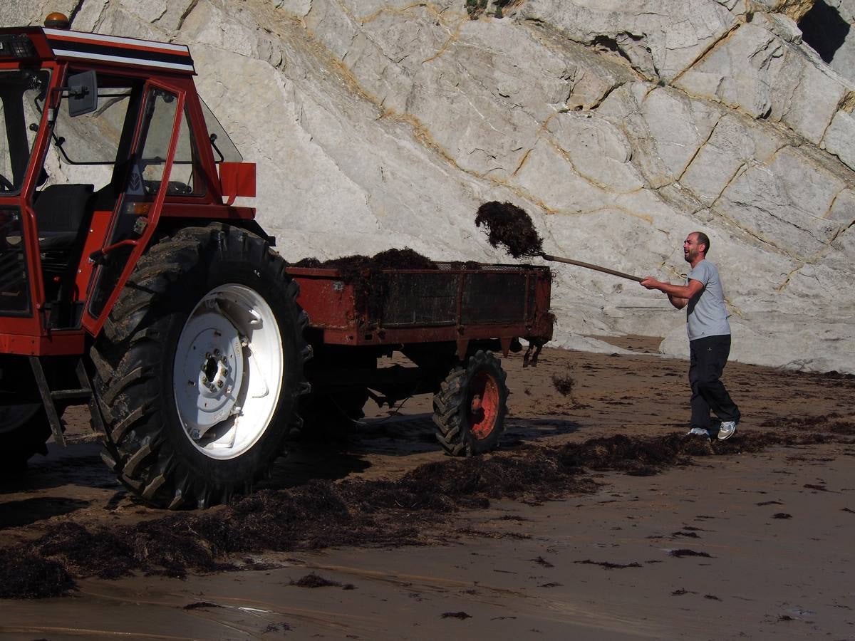 La caloca llega a las playas