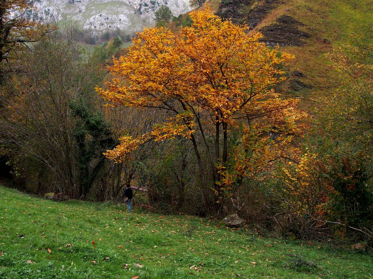 Otoño en Cantabria