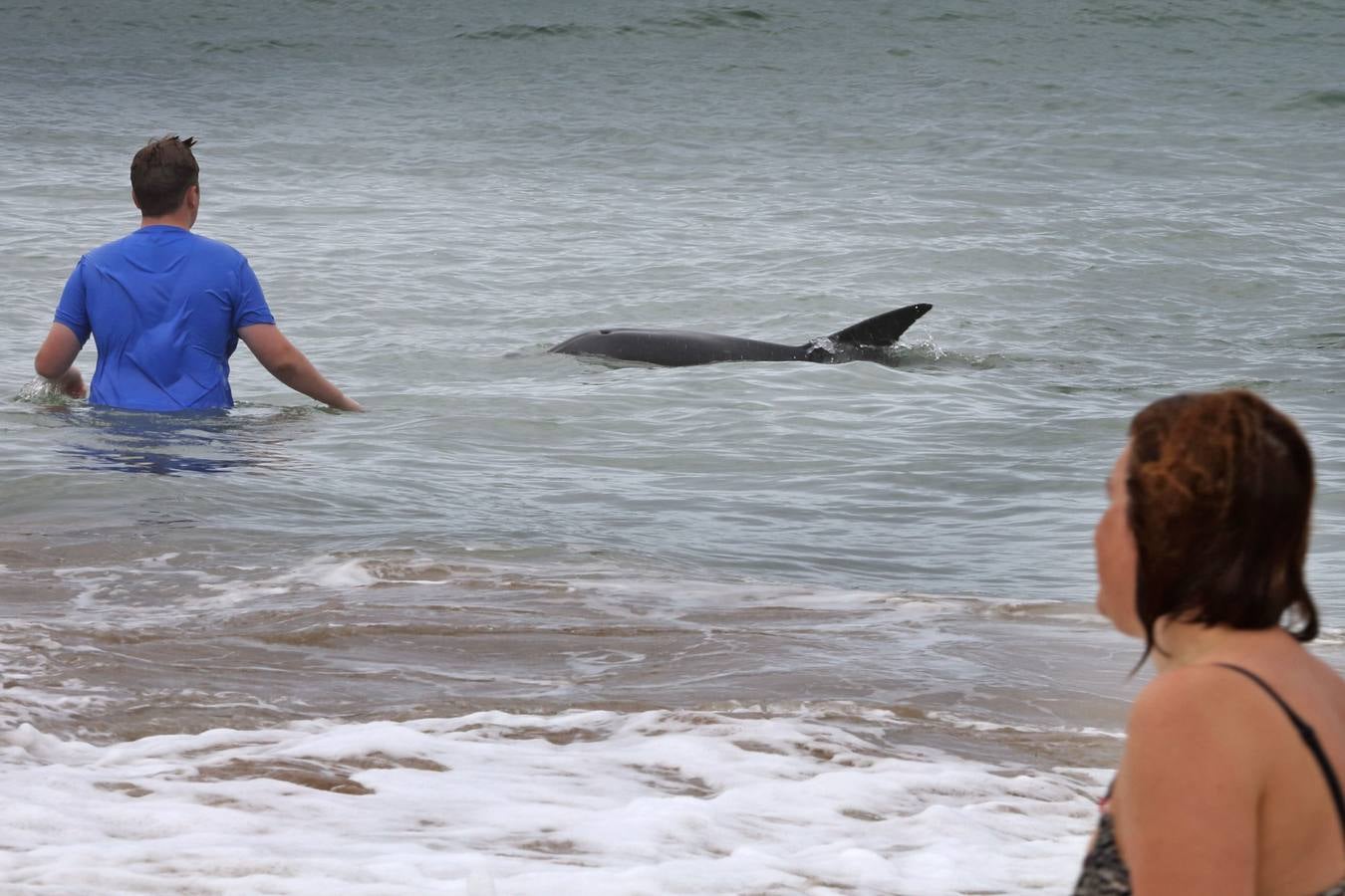 Aparece un delfín en la playa de Comillas