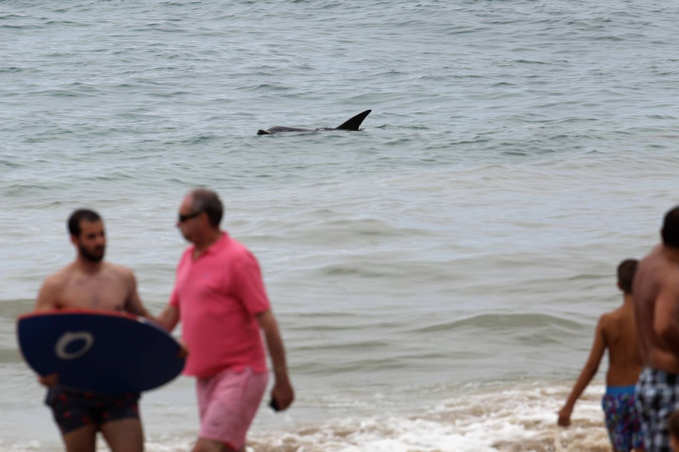 Aparece un delfín en la playa de Comillas