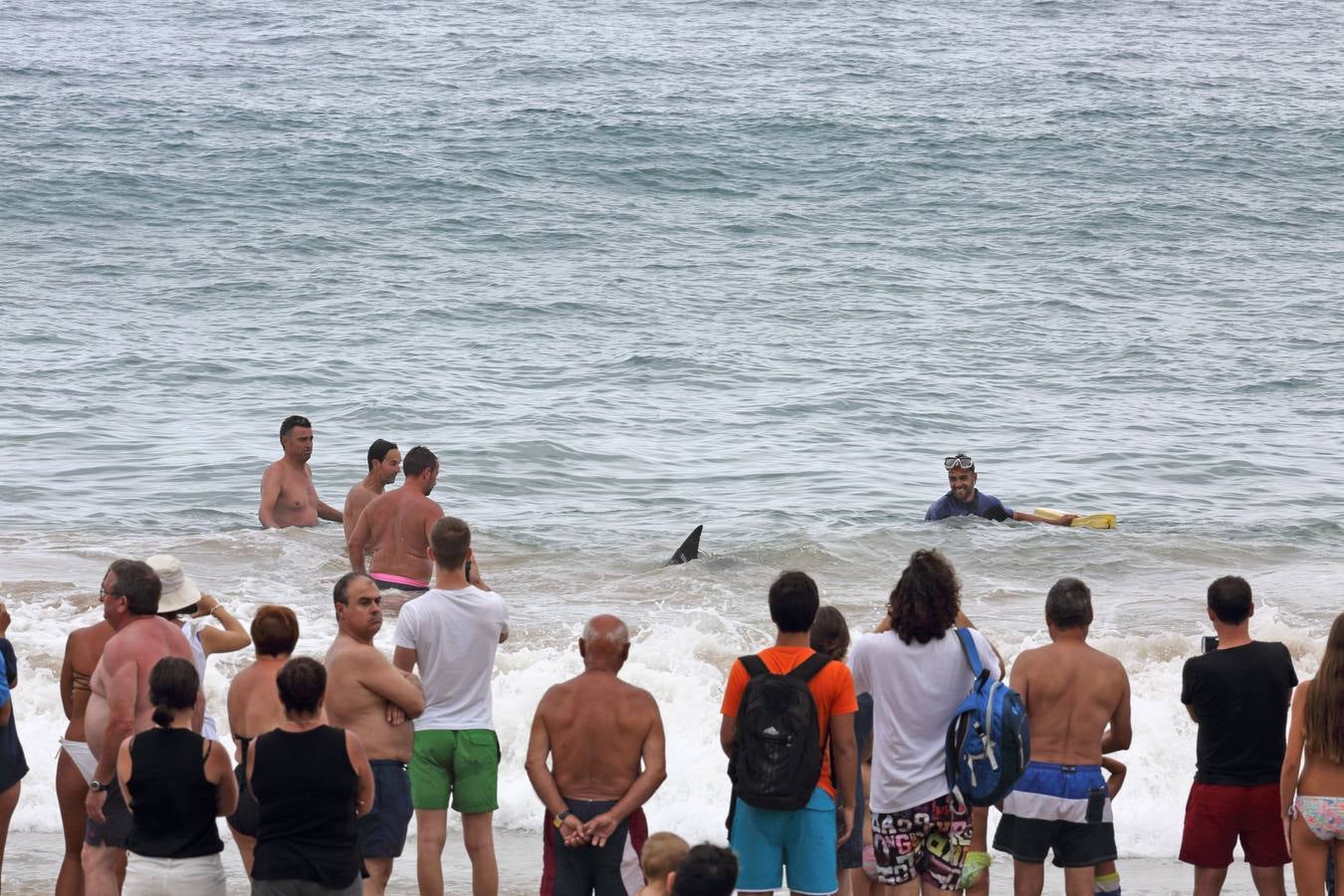 Aparece un delfín en la playa de Comillas