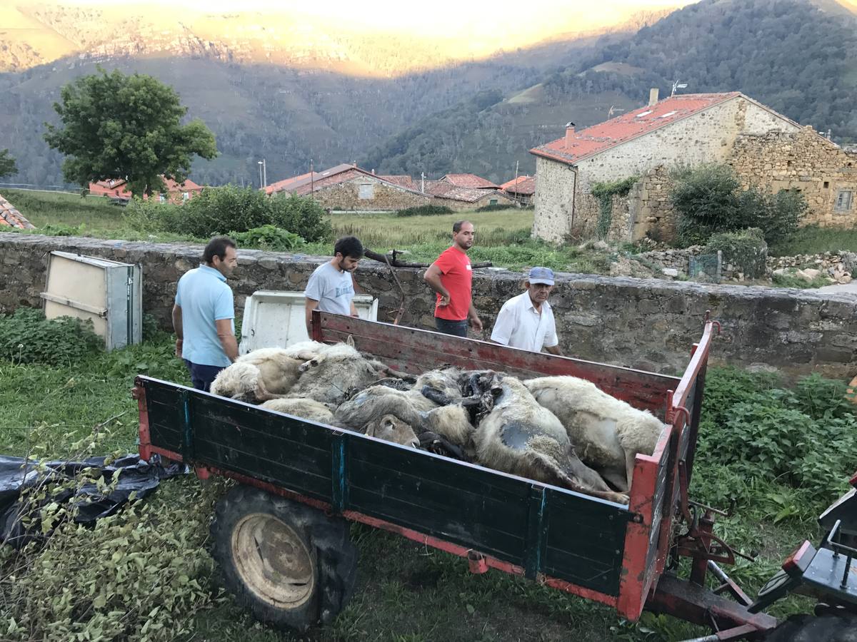 Ataque de lobos en Tudanca
