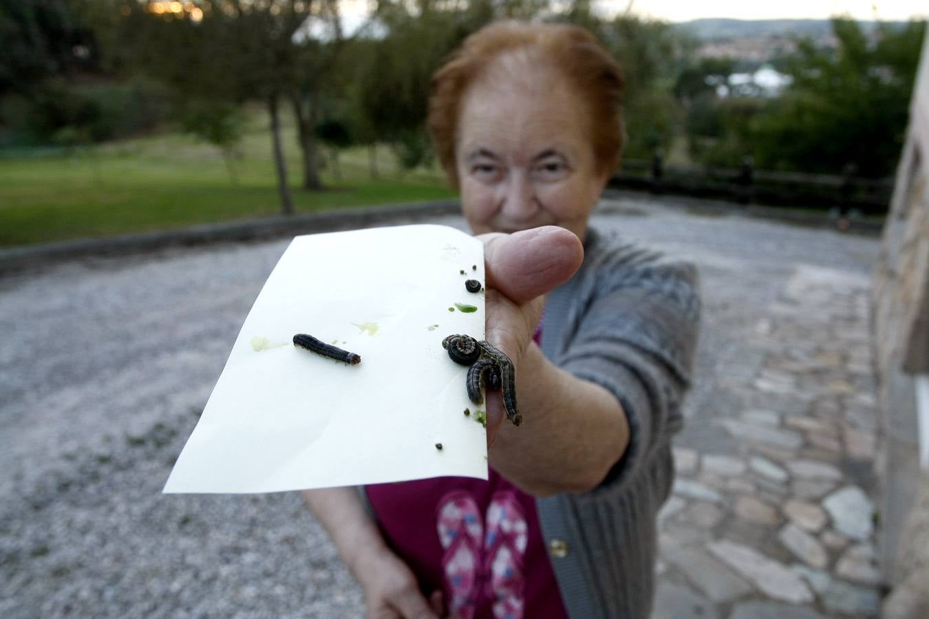 Las orugas invaden Cantabria