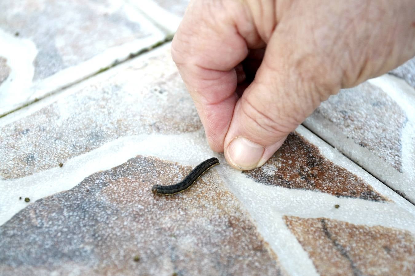 Las orugas invaden Cantabria