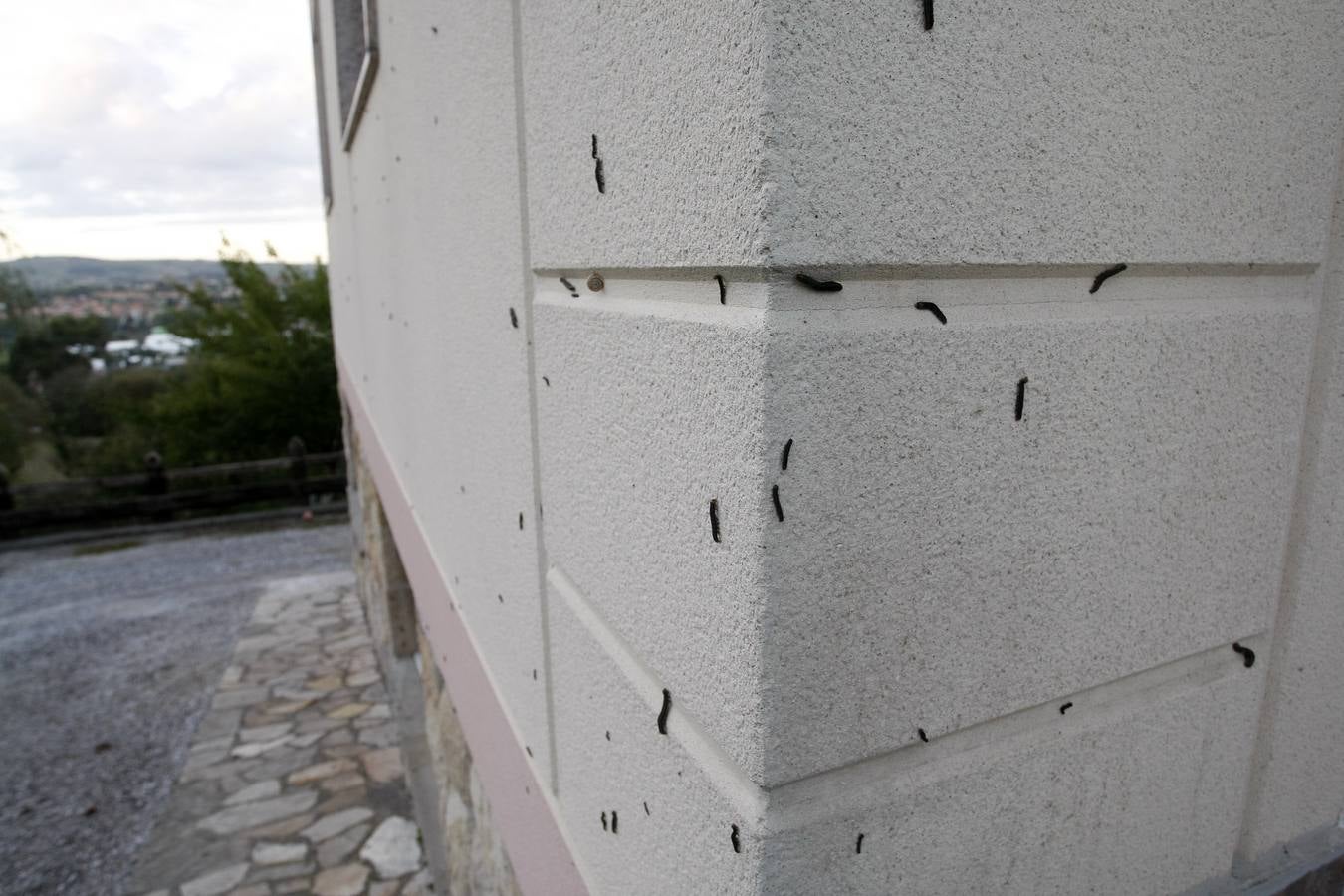 Las orugas invaden Cantabria