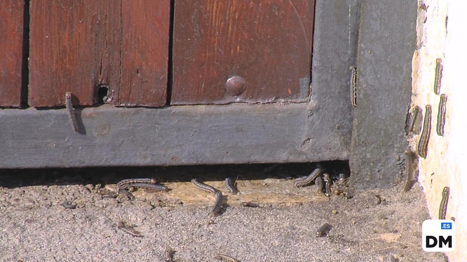 Las orugas invaden Cantabria