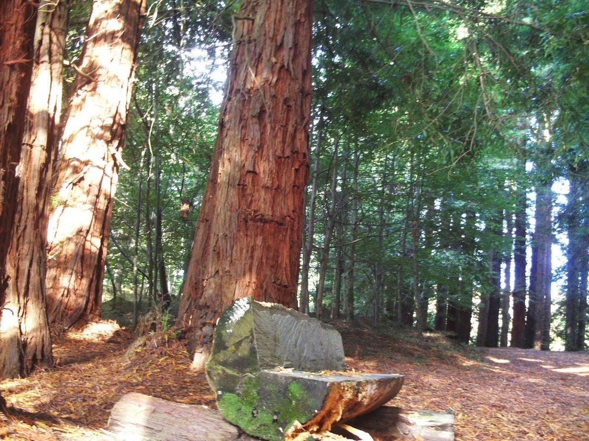 Las Secuoyas del Monte Cabezón son un Espacio Natural Protegido de Cantabria, declarado Monumento Natural.