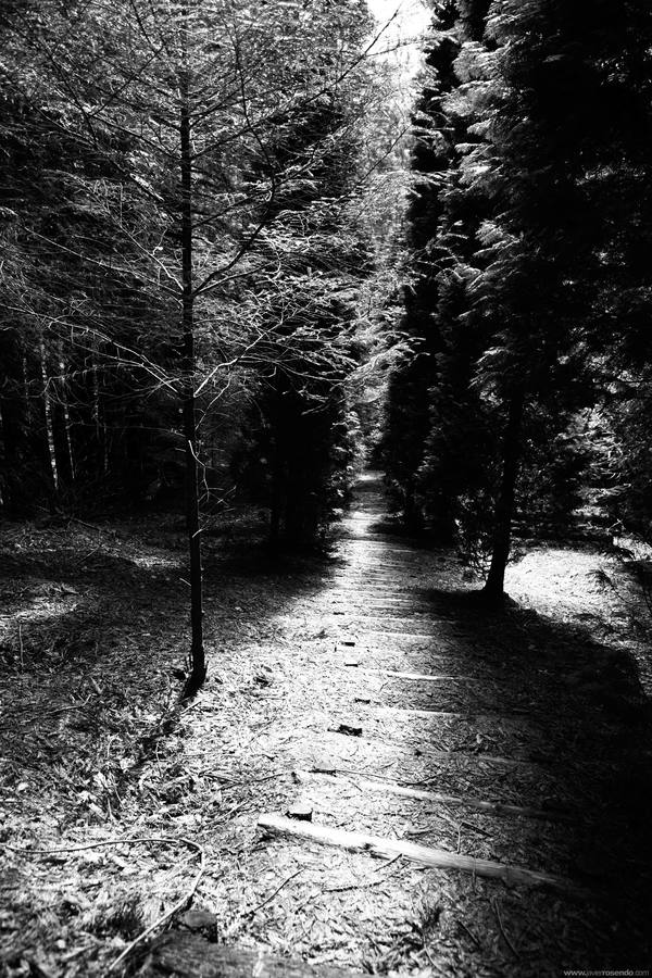 Se trata de una plantación de 2,5 hectáreas de sequoia (Sequoia sempervirens) localizada en el Monte de Las Navas que también contiene 25 pies de Pinus Radiata.