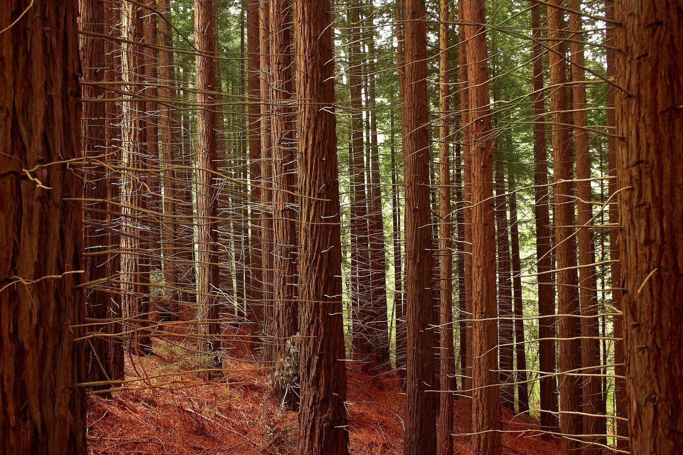 Las sequoias, inhabituales en Cantabria y de las que en España únicamente existen pequeñas masas en estado seminatural, fueron plantadas en los años 1940.