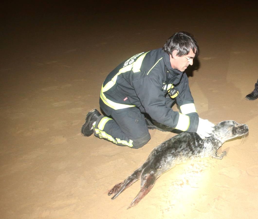 Aparece una foca herida en la Segunda de El Sardinero