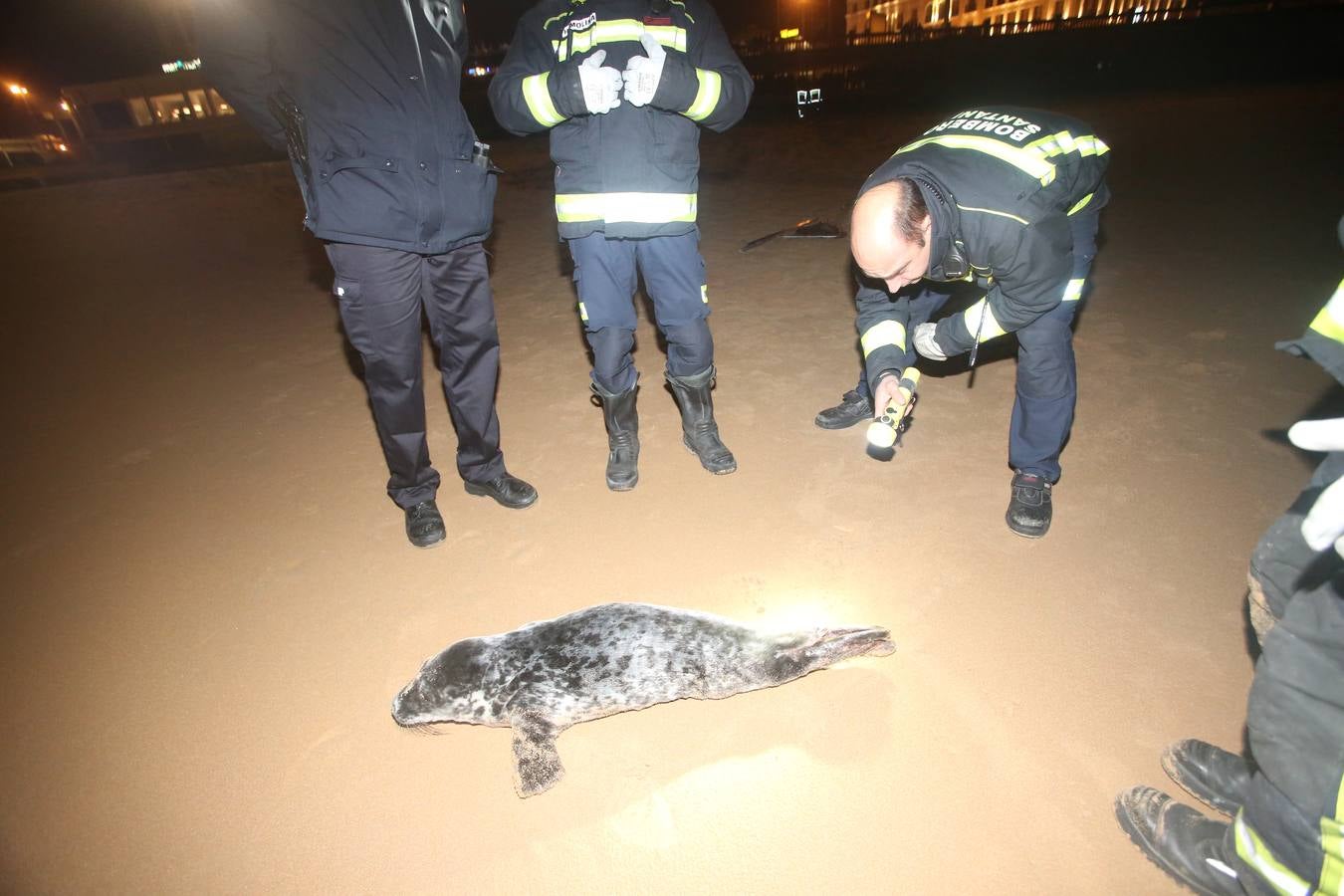 Aparece una foca herida en la Segunda de El Sardinero