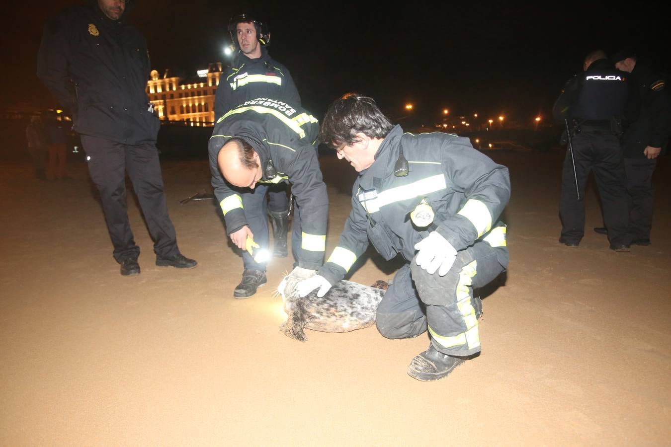 Aparece una foca herida en la Segunda de El Sardinero
