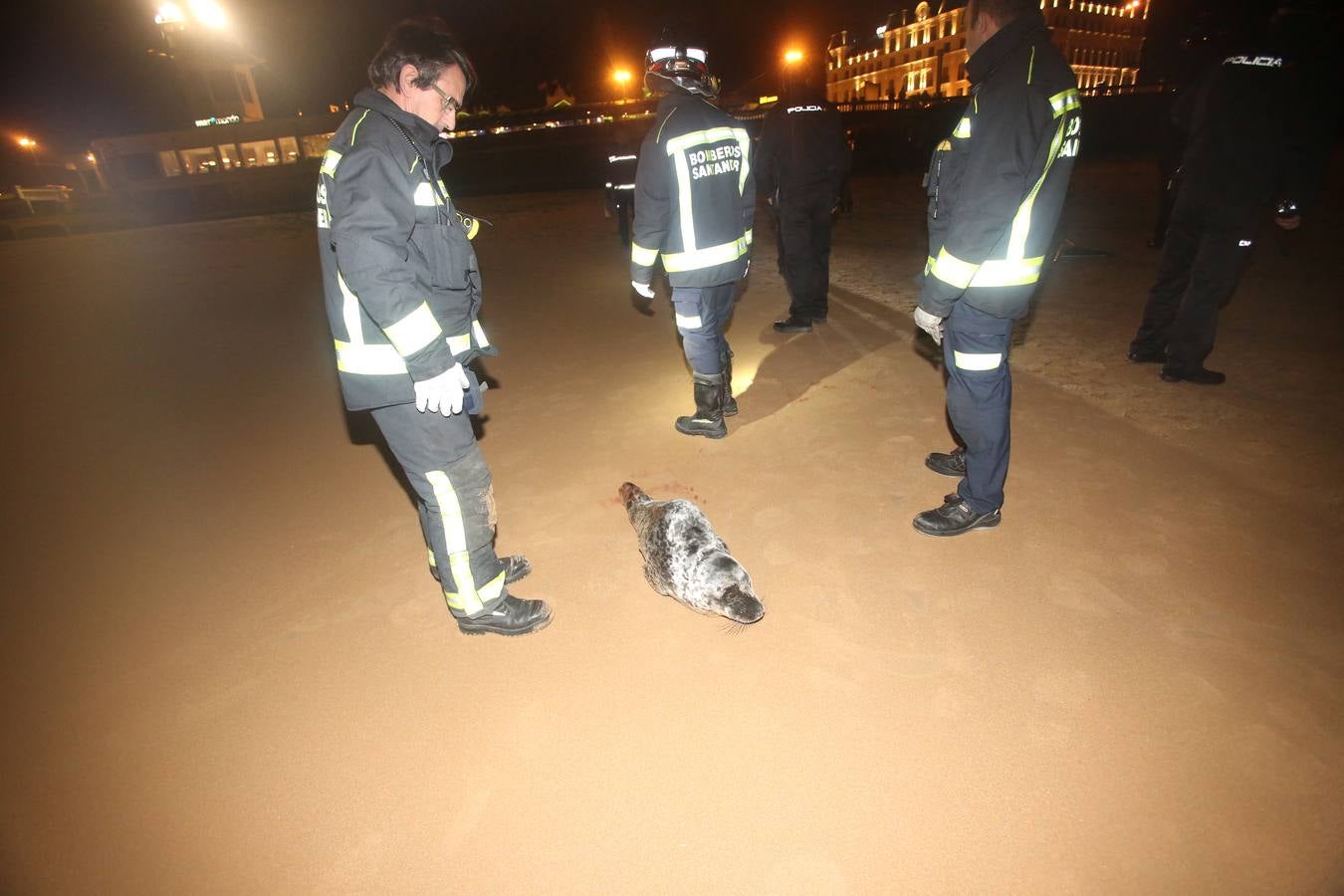 Aparece una foca herida en la Segunda de El Sardinero
