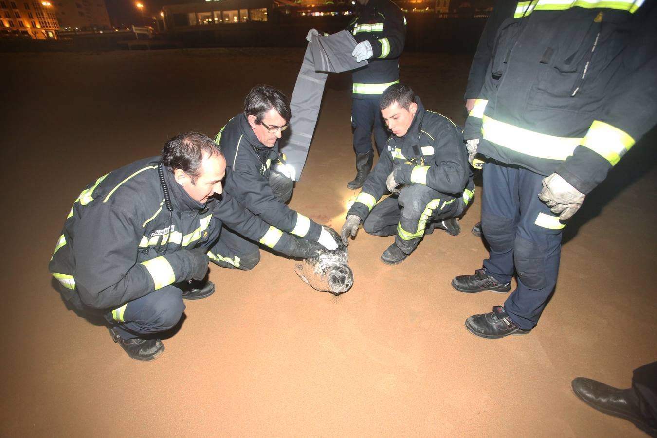 Aparece una foca herida en la Segunda de El Sardinero
