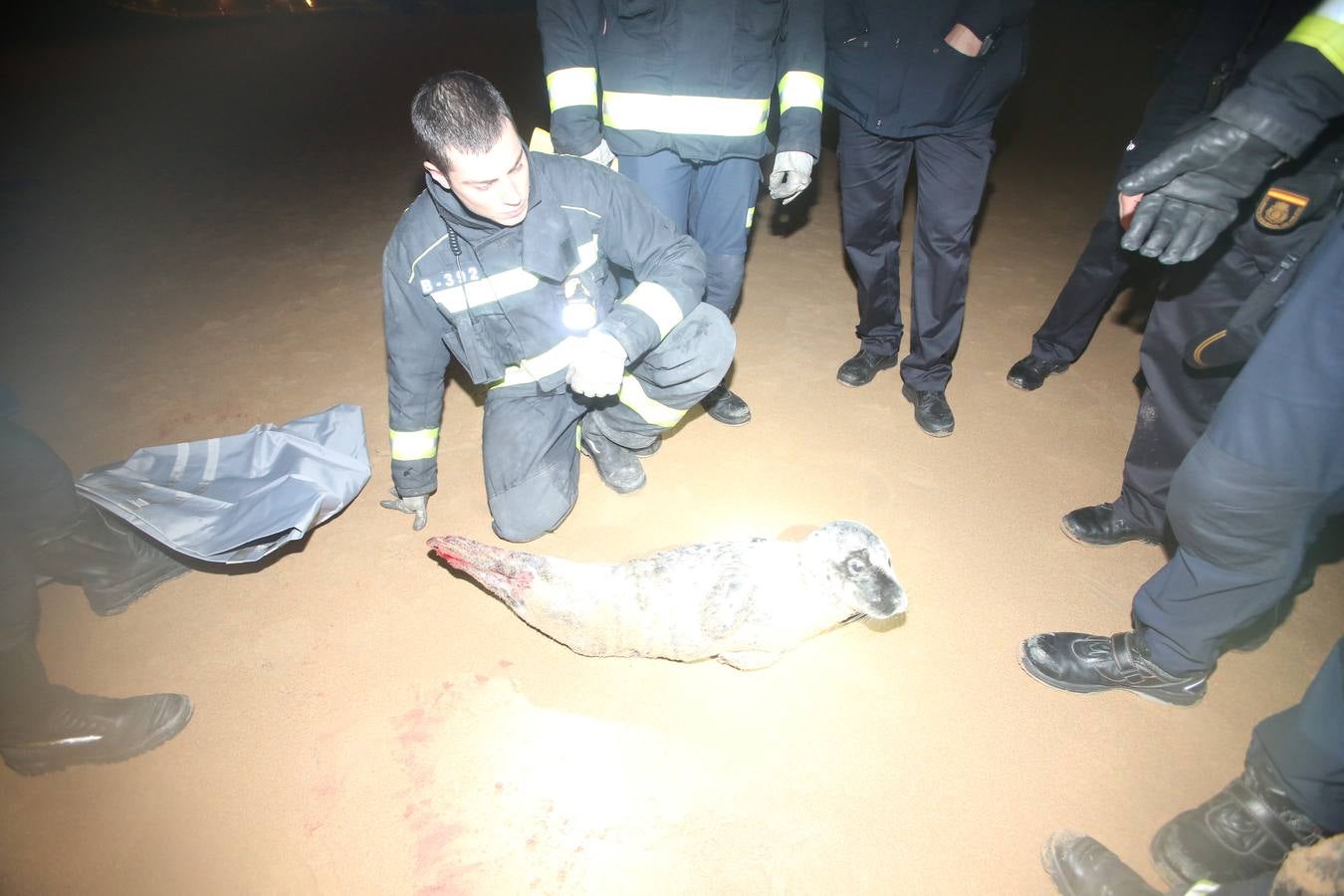 Aparece una foca herida en la Segunda de El Sardinero