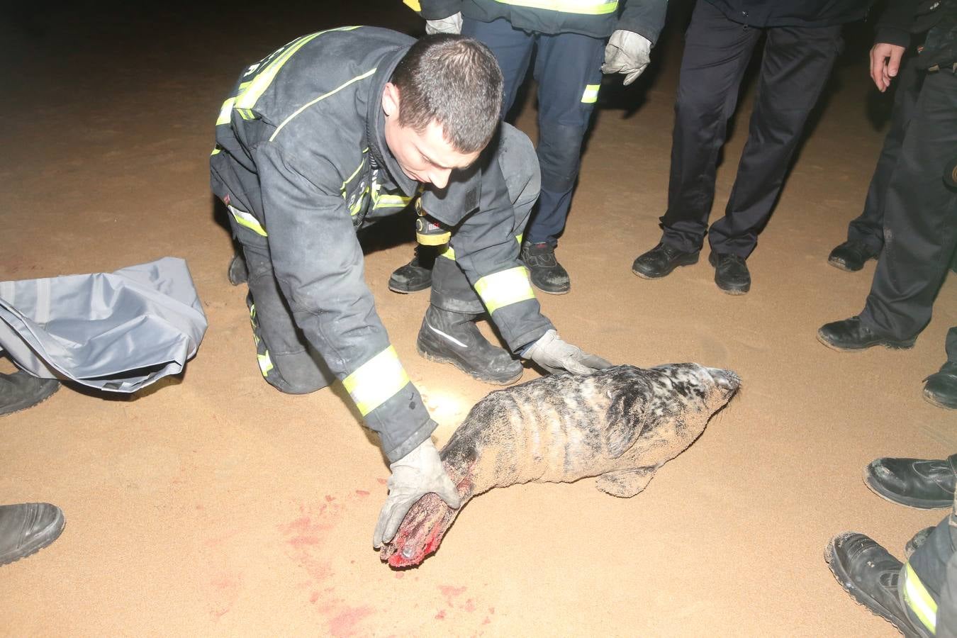 Aparece una foca herida en la Segunda de El Sardinero