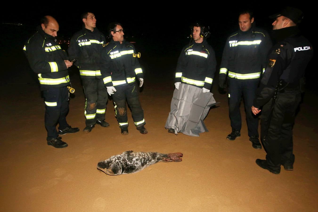 Aparece una foca herida en la Segunda de El Sardinero