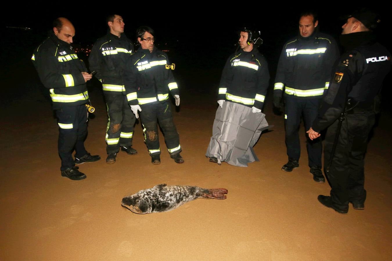 Aparece una foca herida en la Segunda de El Sardinero