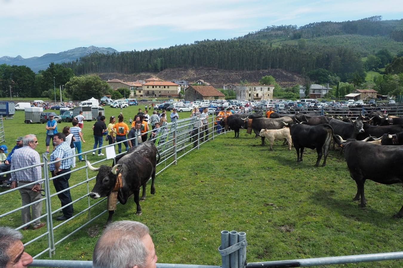 Concursos de ganado por San Isidro