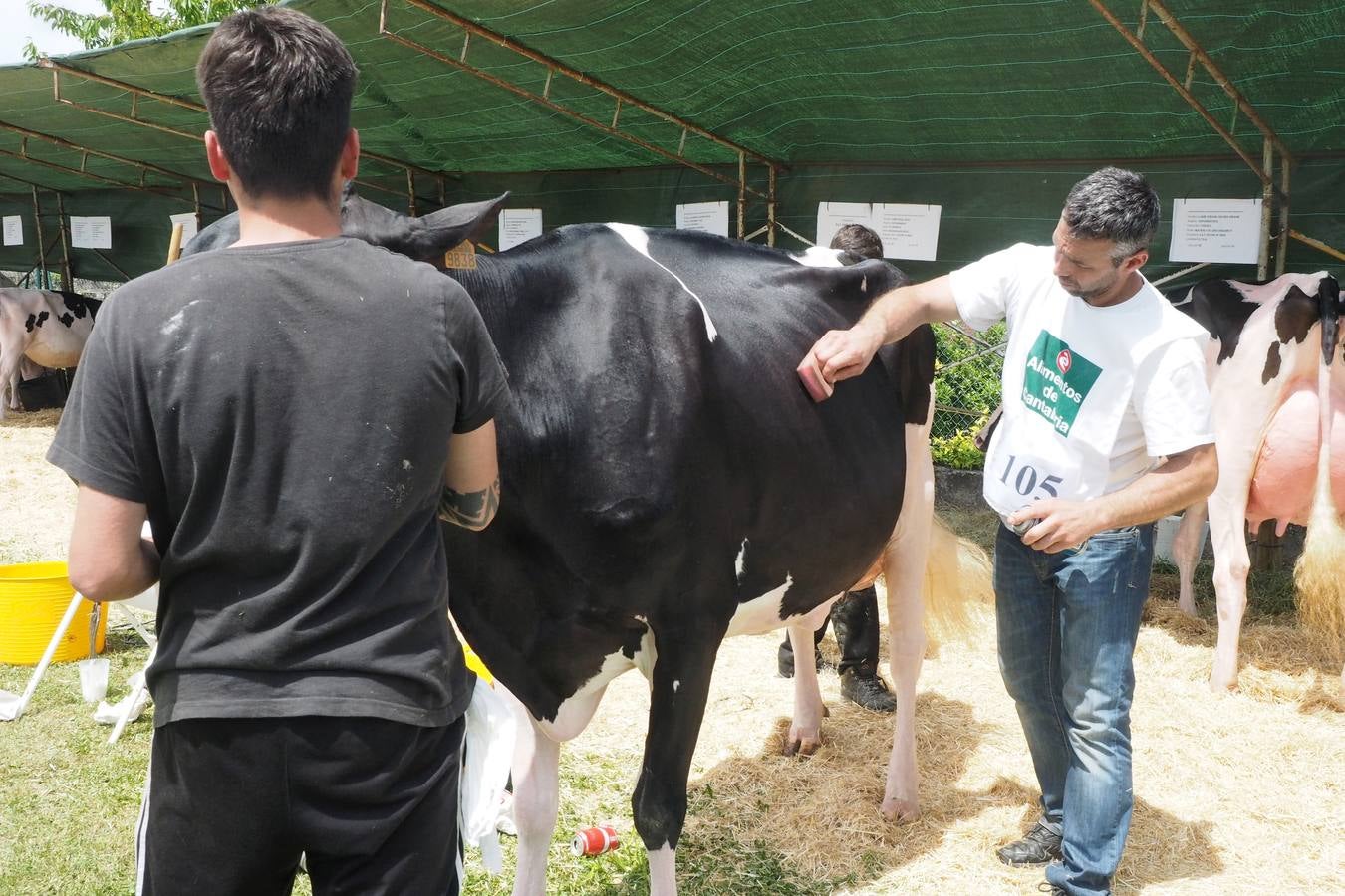 Concursos de ganado por San Isidro