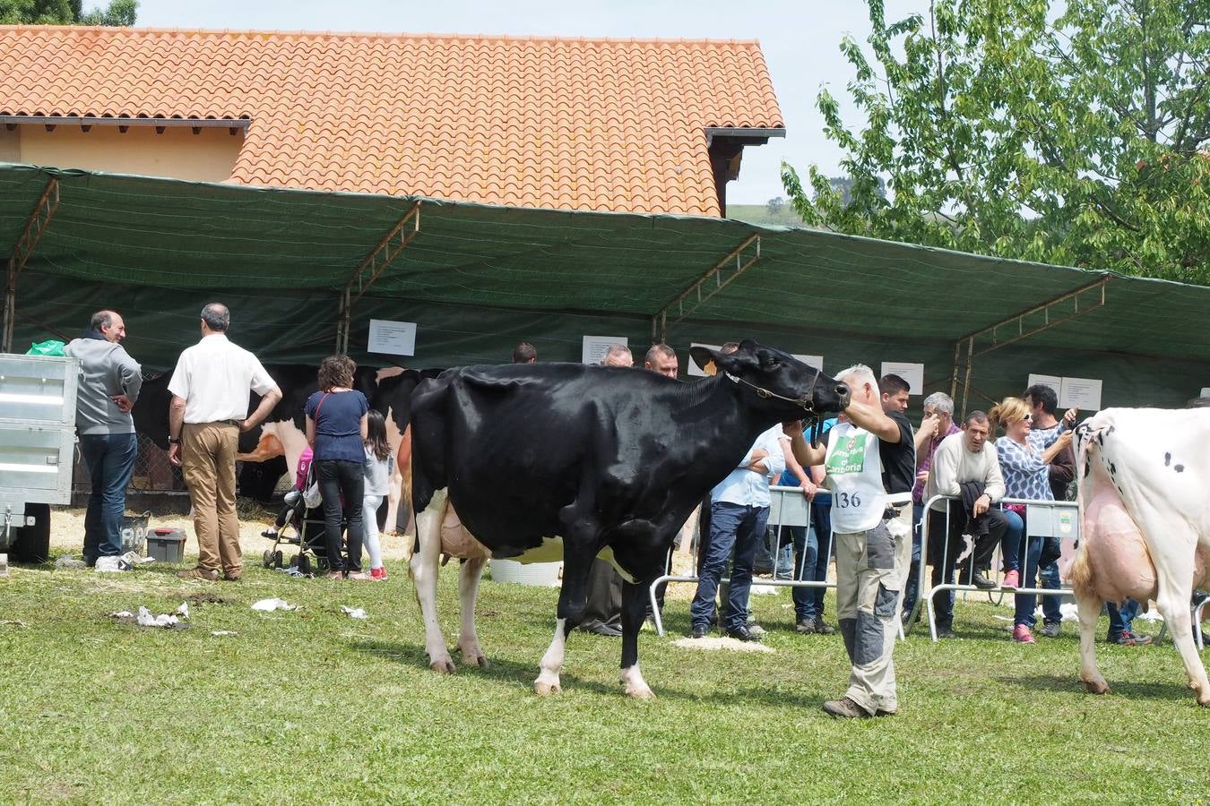 Concursos de ganado por San Isidro