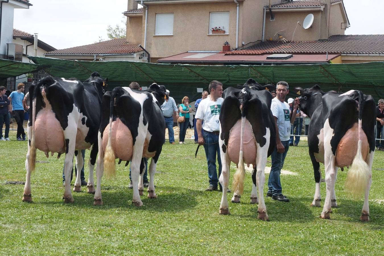 Concursos de ganado por San Isidro