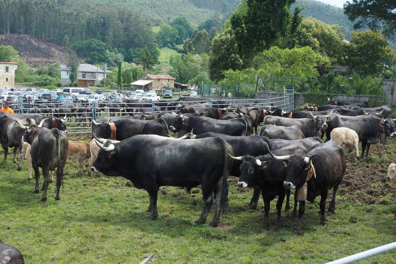 Concursos de ganado por San Isidro