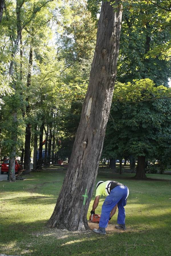 El Ayuntamiento de Torrelavega ha comenzado hoy a retirar del Parque Manuel Barquín los alrededor de 40 árboles muertos o en muy mal estado según el estudio encargado recientemente por la Concejalía de Medio Ambiente.