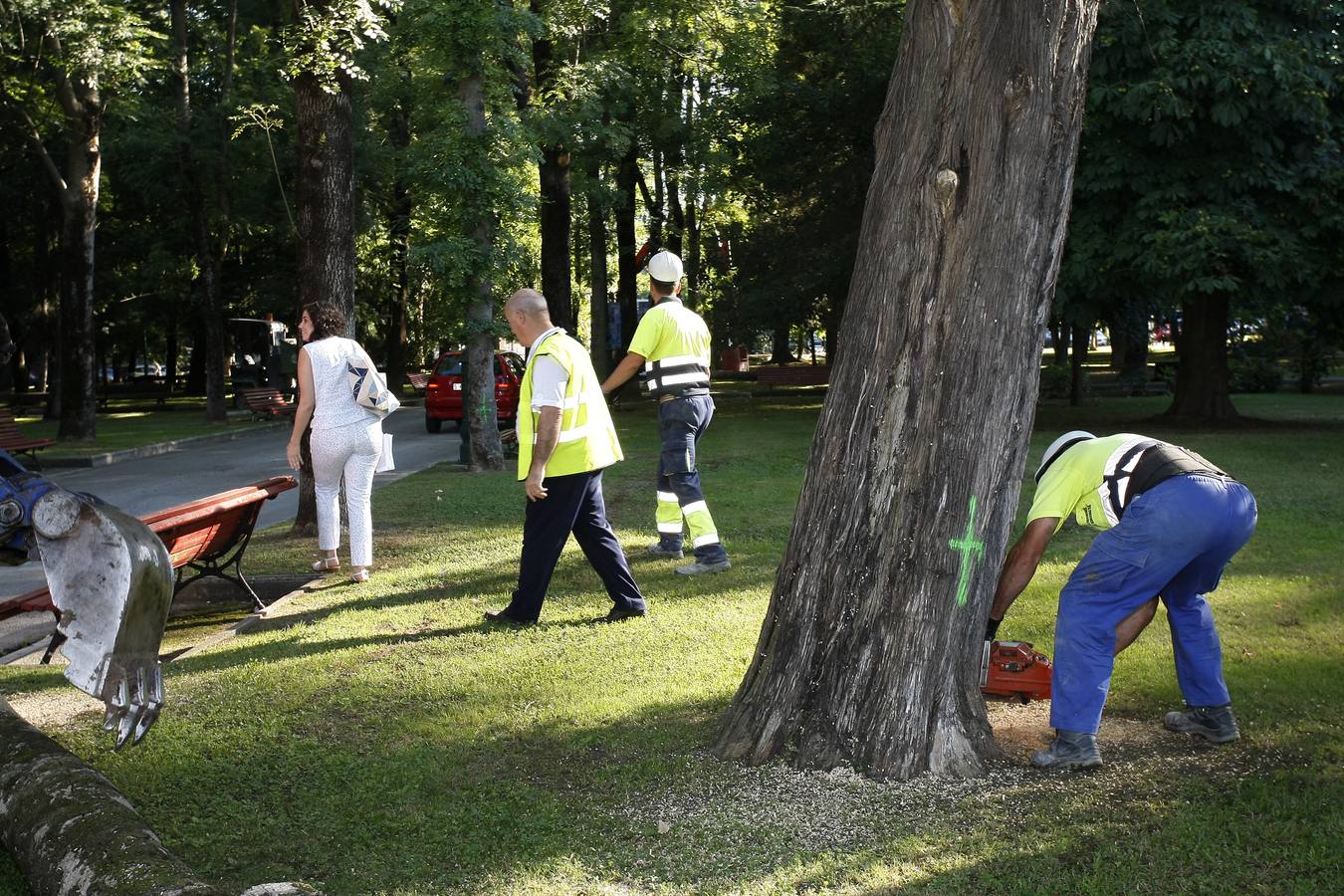 El Ayuntamiento de Torrelavega ha comenzado hoy a retirar del Parque Manuel Barquín los alrededor de 40 árboles muertos o en muy mal estado según el estudio encargado recientemente por la Concejalía de Medio Ambiente.