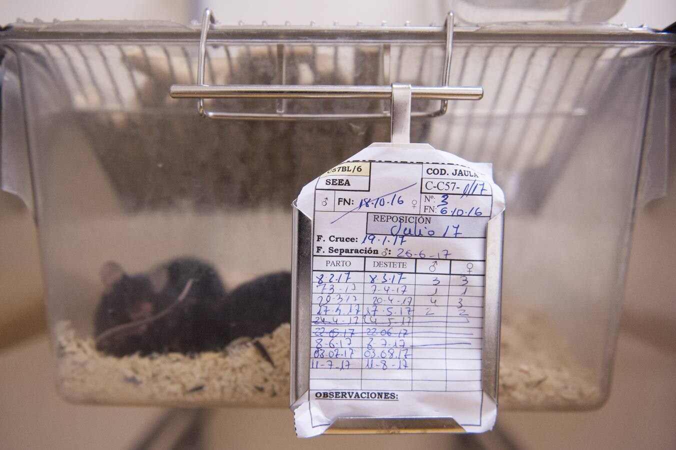 4.000 animales conviven en el animalario de la Universidad de Cantabria al servicio de la investigación