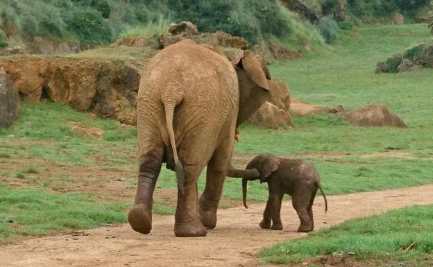 La cría de elefante, esta mañana de lunes, al dar sus primeros pasos en Cabárceno.